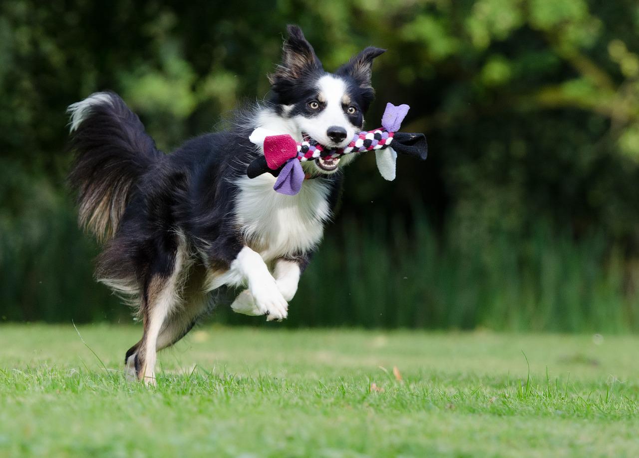 border collie, running dog, playful-672633.jpg