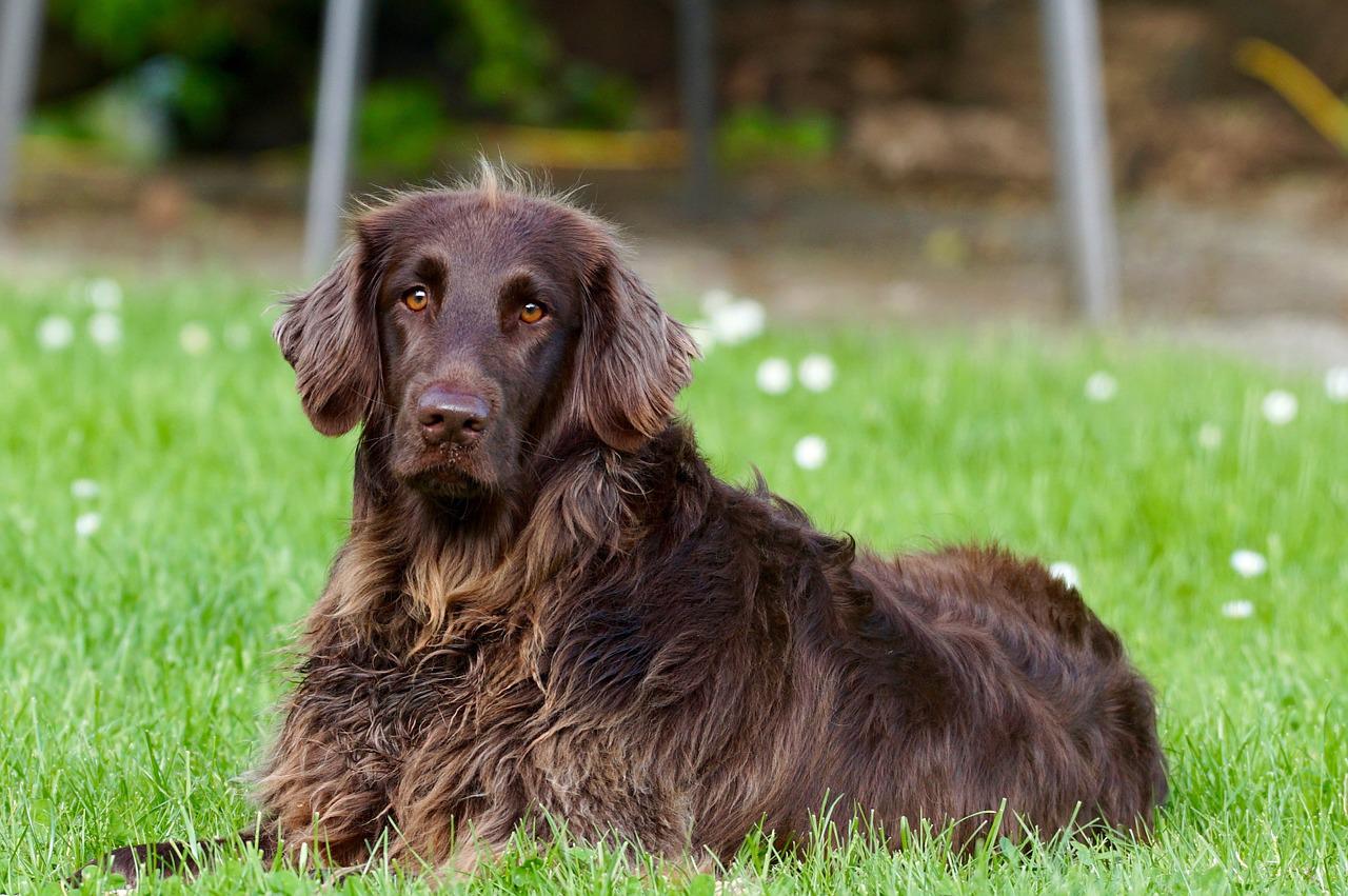 german longhaired pointer, dog, pet-782498.jpg